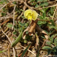 Vigna trilobata (L.) Verdc.